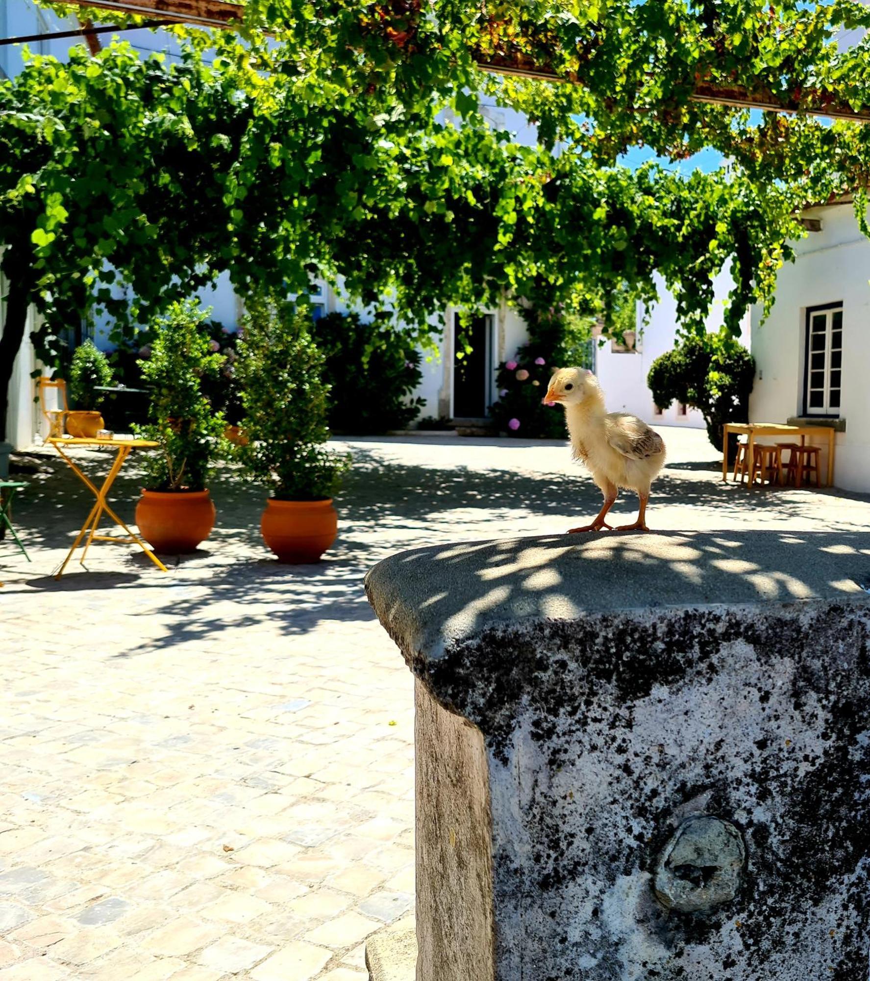 Oryza Guest House& Suites Κοΐμπρα Εξωτερικό φωτογραφία